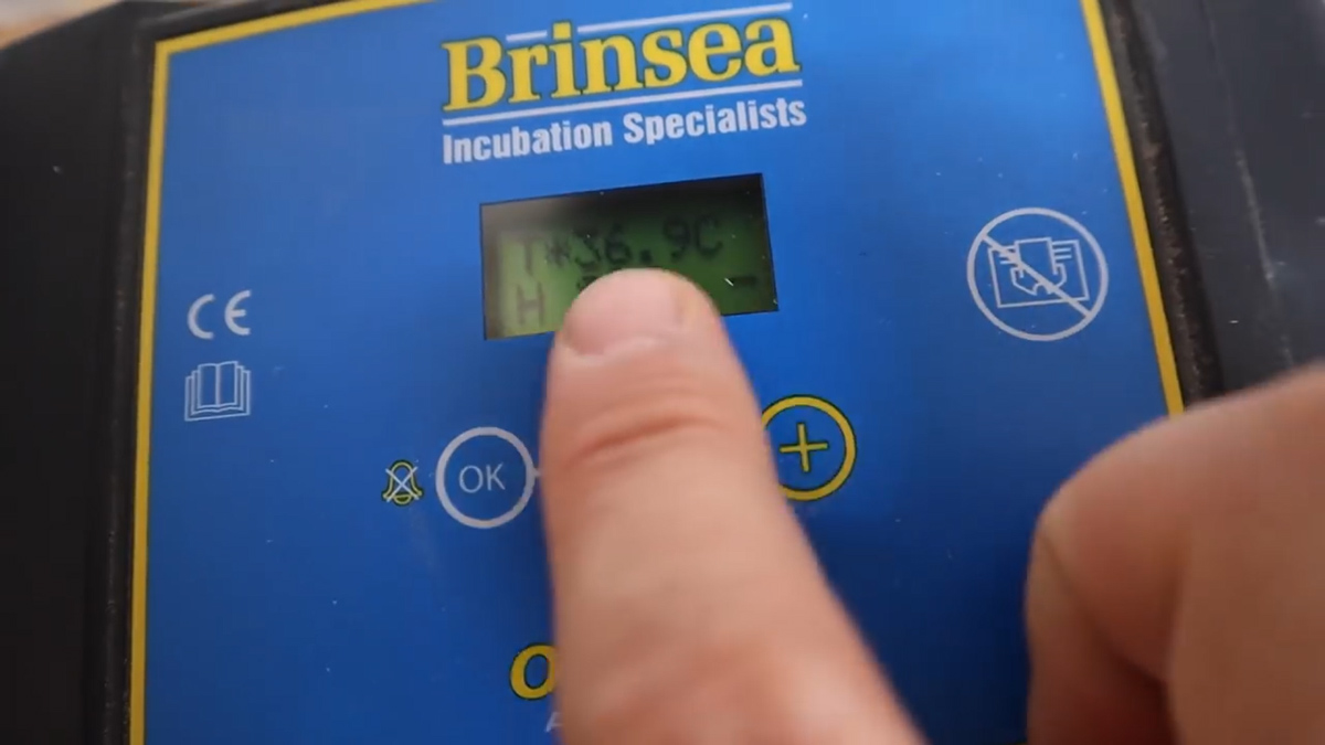 Hatching Turkey Eggs in an Incubator Hidden Heights Farm