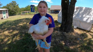 A young girl holding a cornish cross chicken.