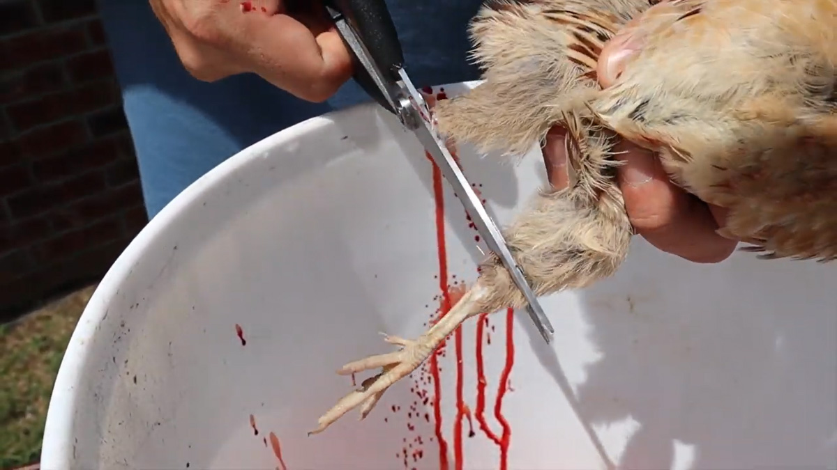 How to Butcher a Quail Hidden Heights Farm